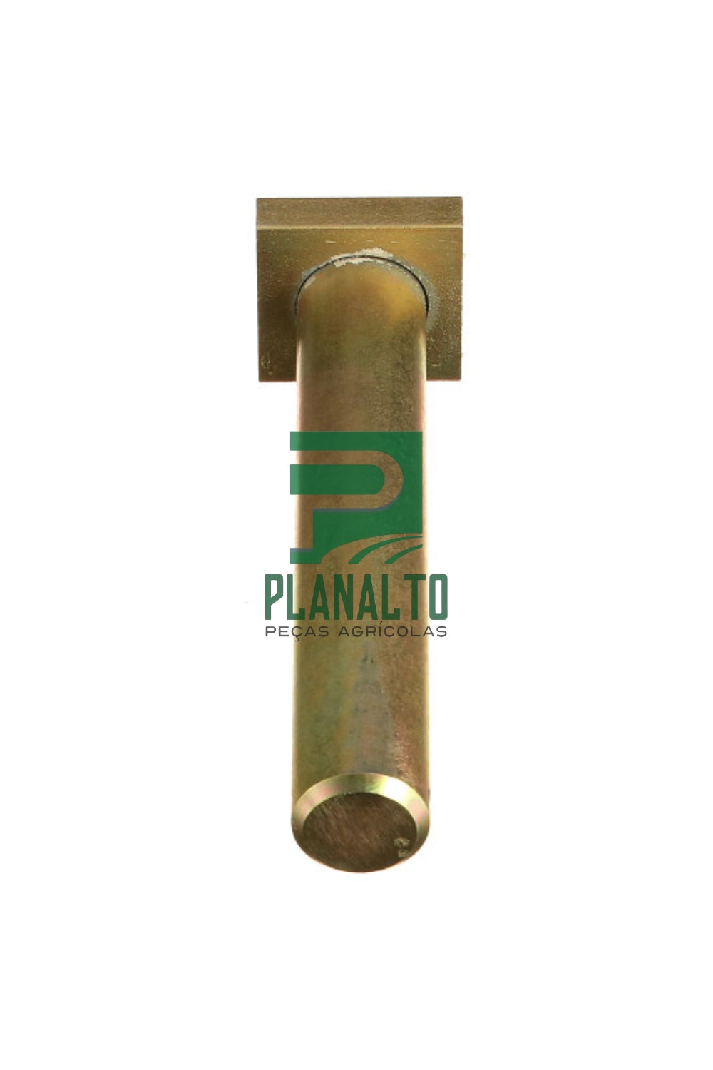 Pino Barra - BN322485 - Forzza.