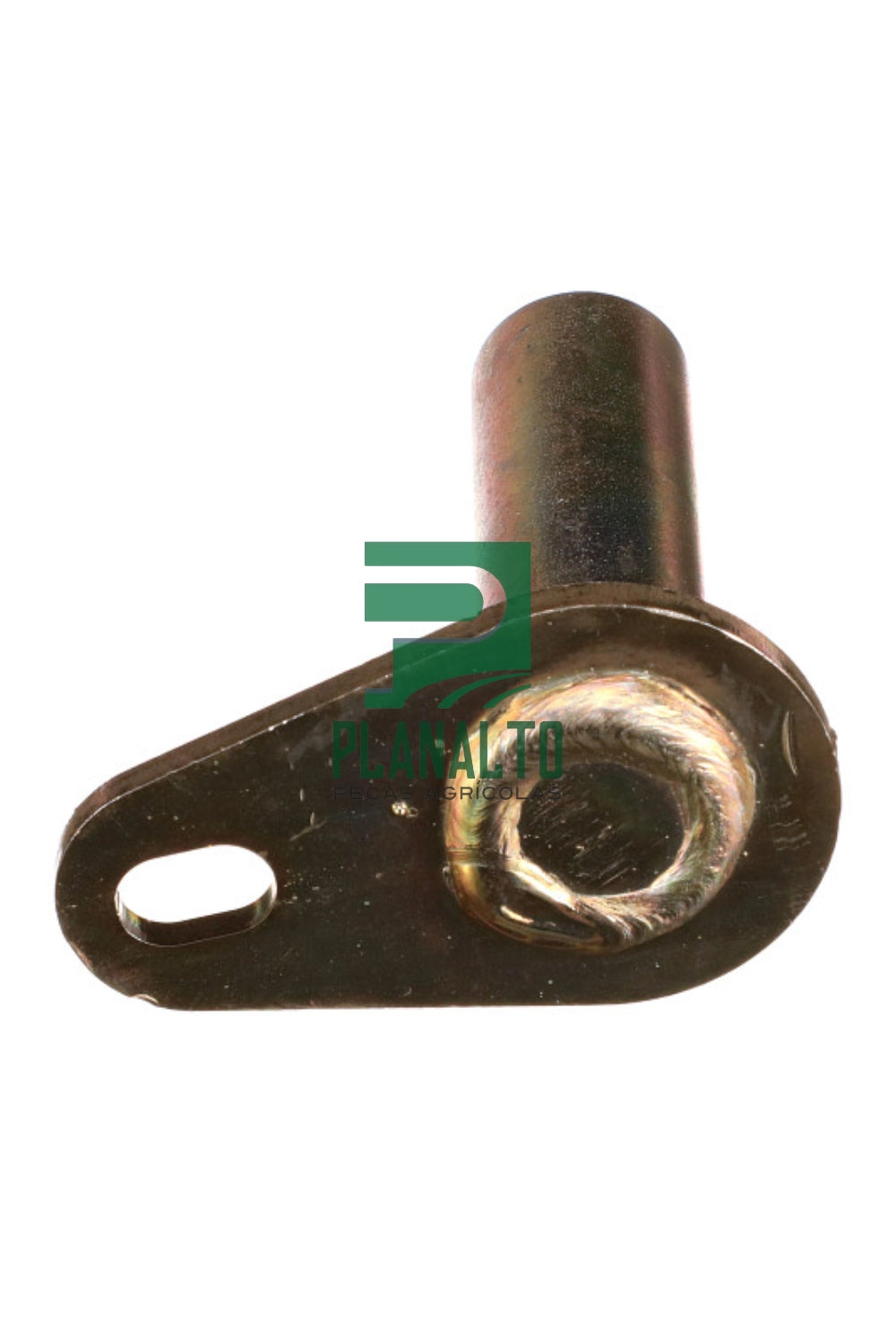 Pino - BN307223 - Forzza.