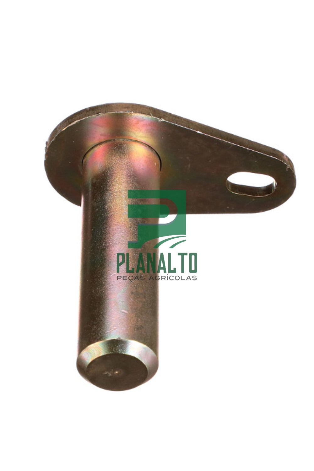 Pino - BN307223 - Forzza.